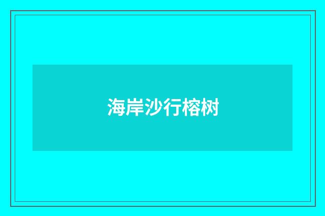 海岸沙行榕树