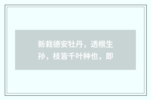 新栽德安牡丹，透根生孙，枝皆千叶种也，即