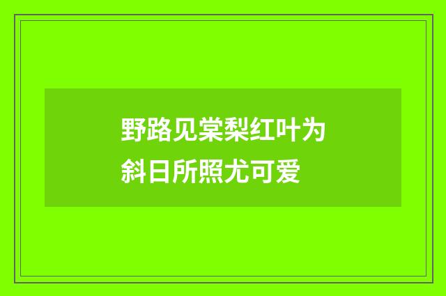 野路见棠梨红叶为斜日所照尤可爱