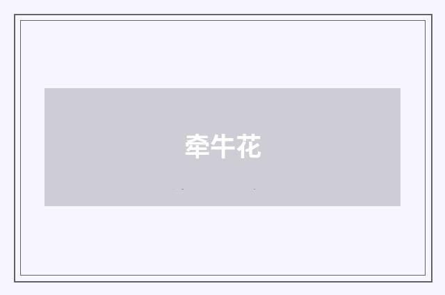 牵牛花