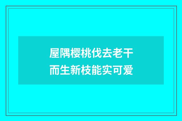 屋隅樱桃伐去老干而生新枝能实可爱