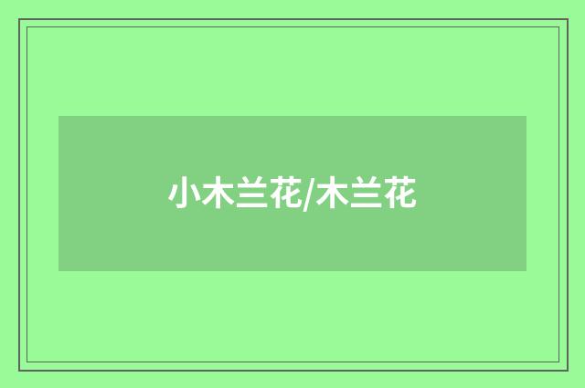 小木兰花/木兰花