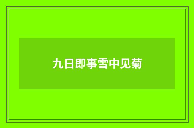 九日即事雪中见菊