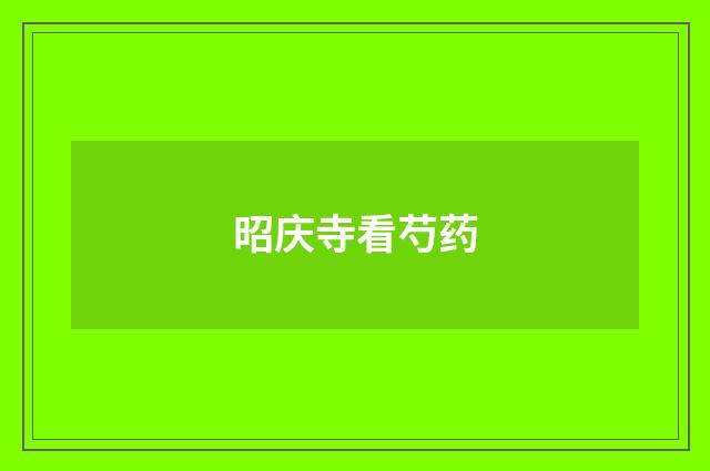 昭庆寺看芍药