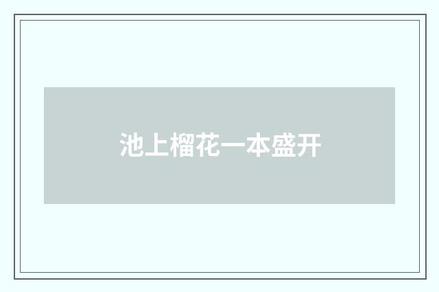 池上榴花一本盛开