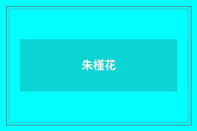朱槿花