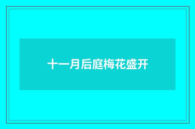 十一月后庭梅花盛开