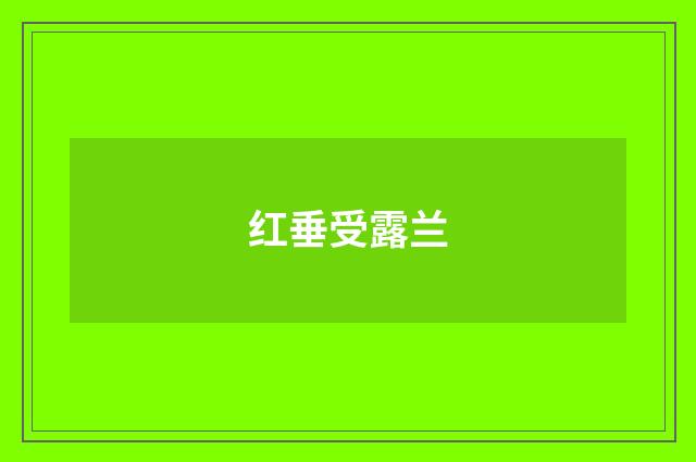 红垂受露兰