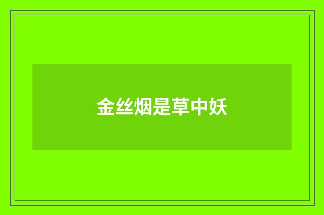 金丝烟是草中妖