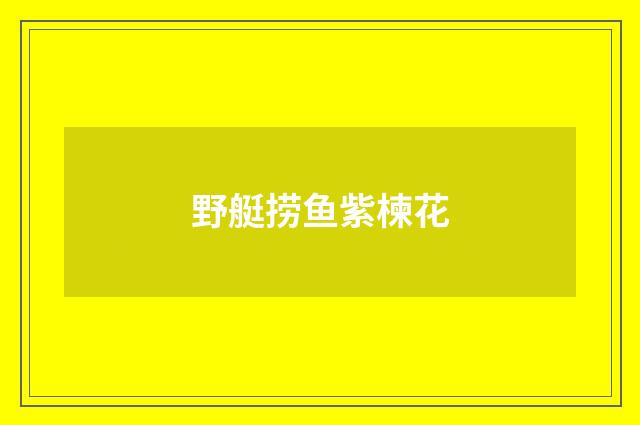 野艇捞鱼紫楝花