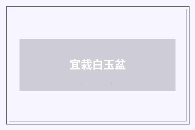 宜栽白玉盆