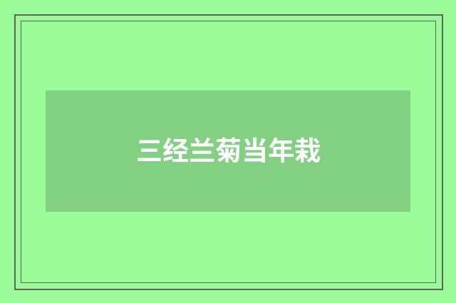 三经兰菊当年栽