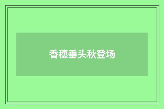 香穗垂头秋登场