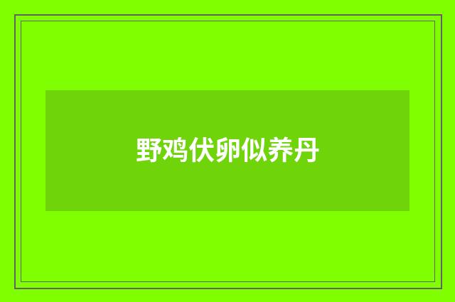 野鸡伏卵似养丹
