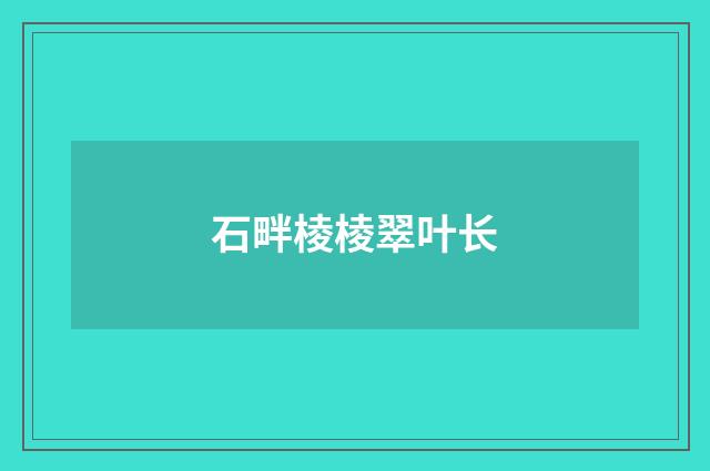 石畔棱棱翠叶长