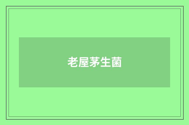 老屋茅生菌