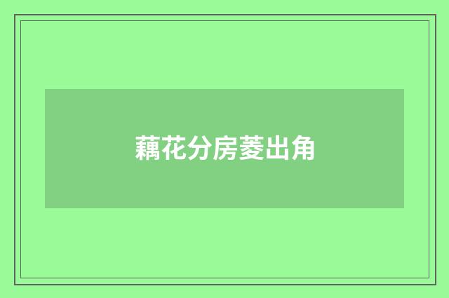 藕花分房菱出角