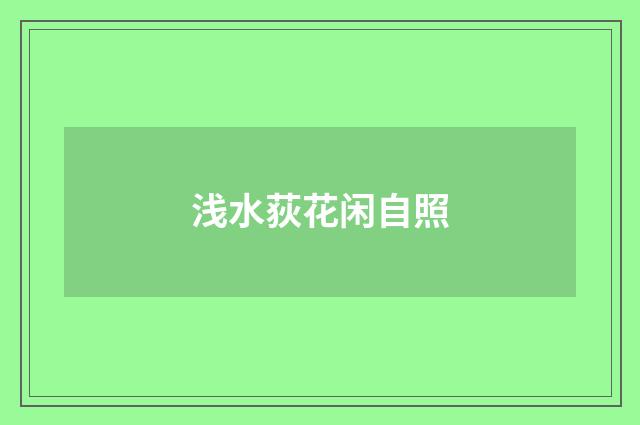 浅水荻花闲自照