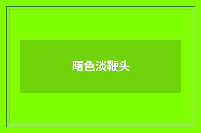 曙色淡鞭头