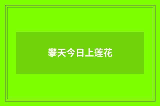 攀天今日上莲花