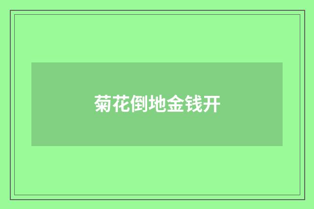 菊花倒地金钱开