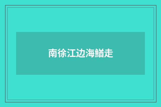 南徐江边海鰌走
