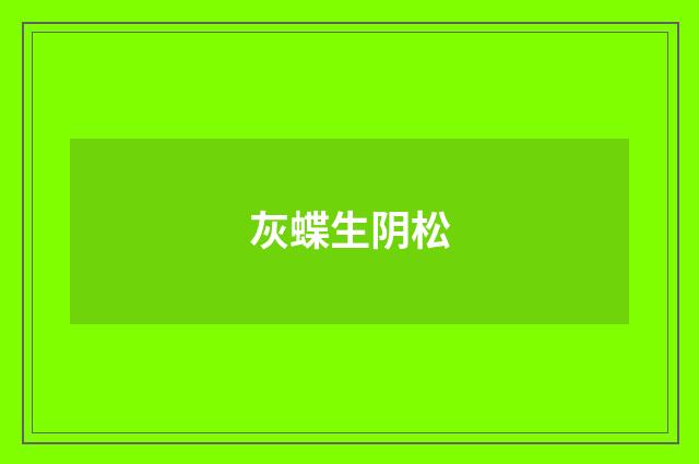 灰蝶生阴松