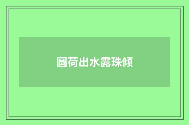 圆荷出水露珠倾