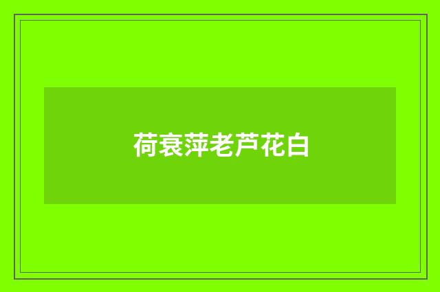 荷衰萍老芦花白