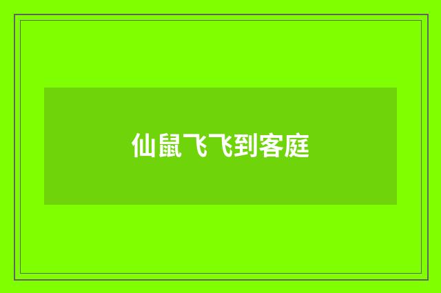 仙鼠飞飞到客庭