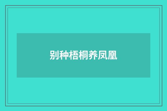 别种梧桐养凤凰