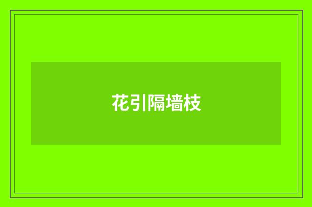 花引隔墙枝