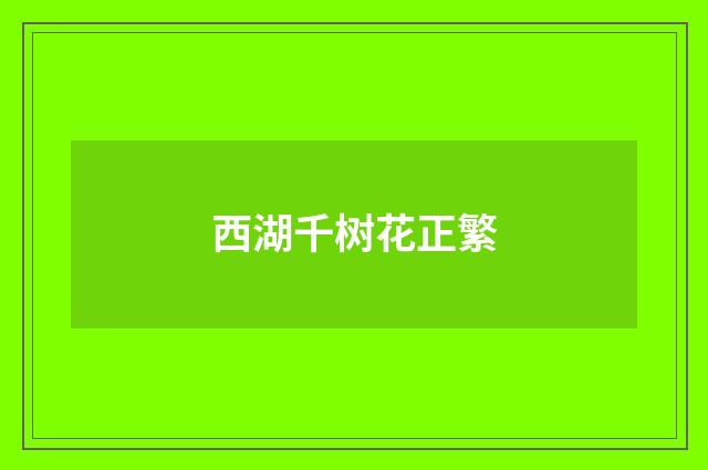 西湖千树花正繁