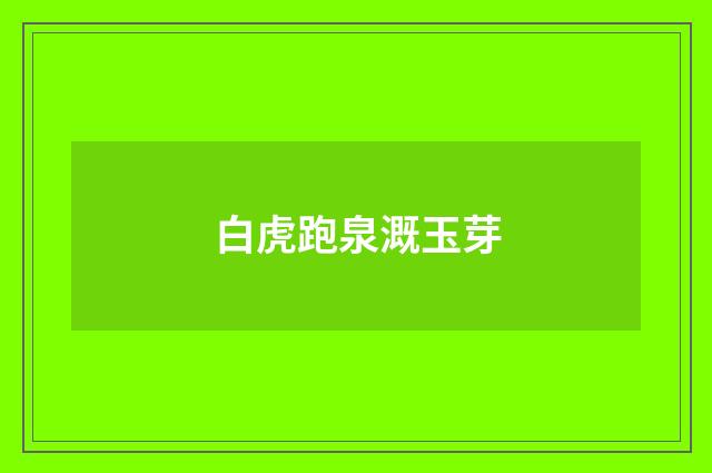 白虎跑泉溉玉芽