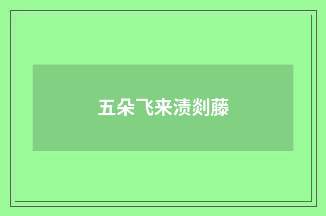 五朵飞来渍剡藤