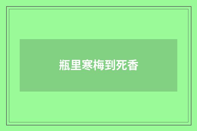 瓶里寒梅到死香