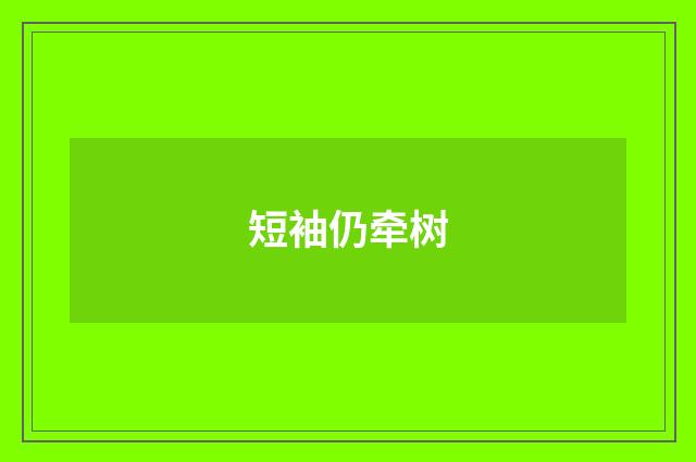 短袖仍牵树
