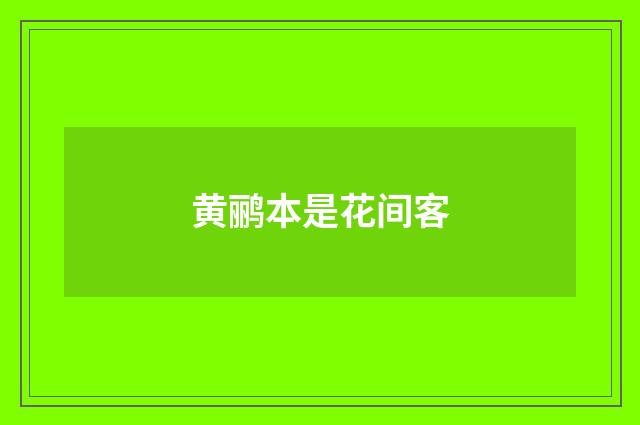 黄鹂本是花间客