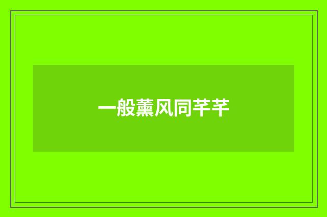 一般薰风同芊芊