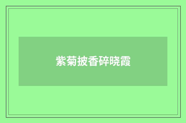 紫菊披香碎晓霞