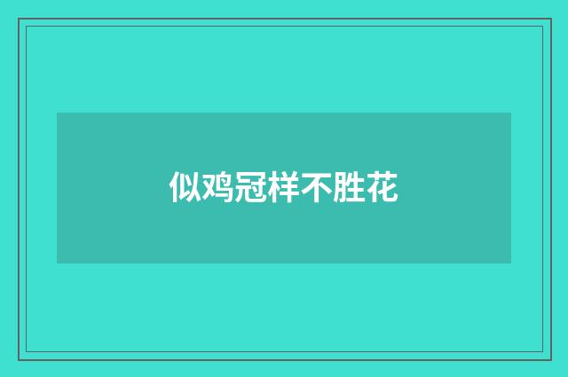 似鸡冠样不胜花