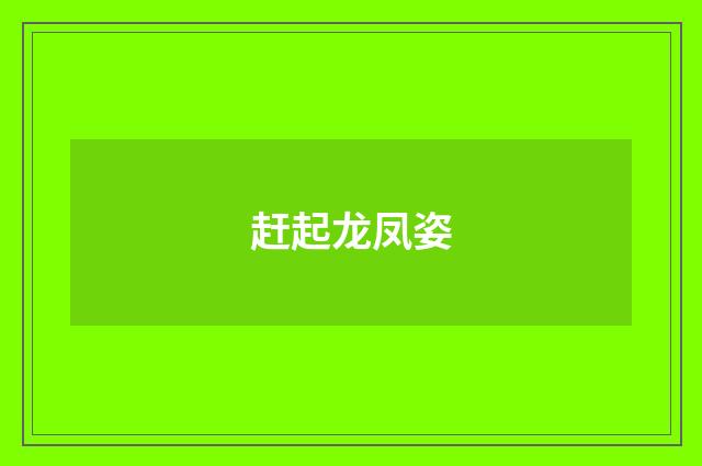 赶起龙凤姿
