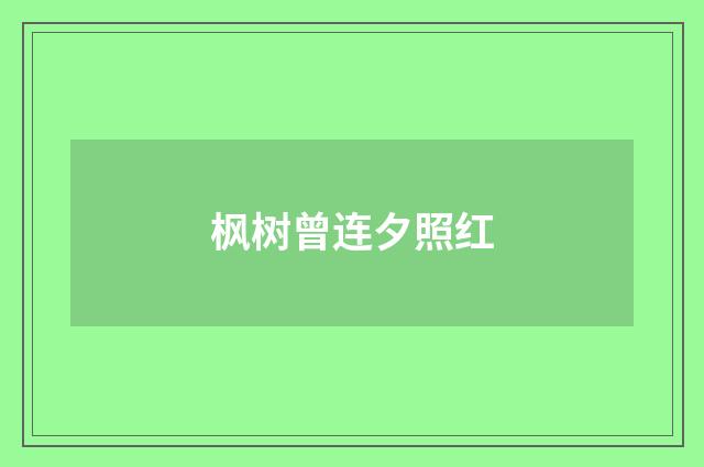 枫树曾连夕照红