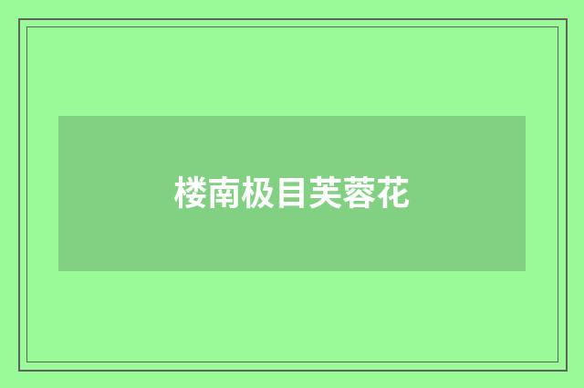 楼南极目芙蓉花