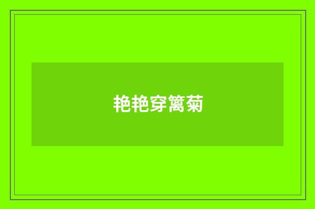 艳艳穿篱菊