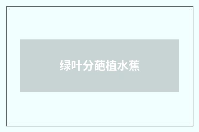 绿叶分葩植水蕉