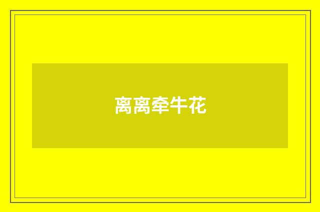 离离牵牛花