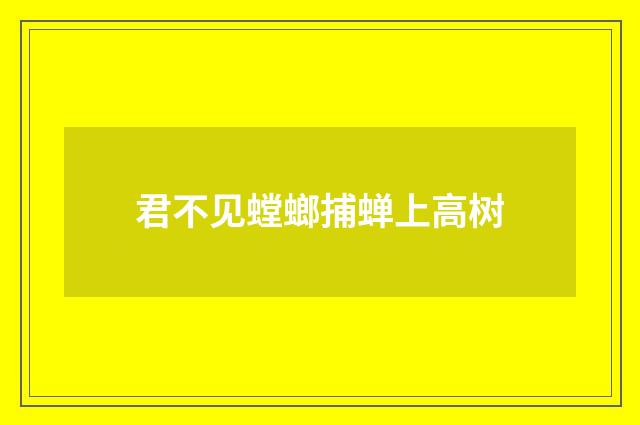 君不见螳螂捕蝉上高树