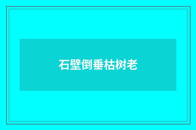 石壁倒垂枯树老