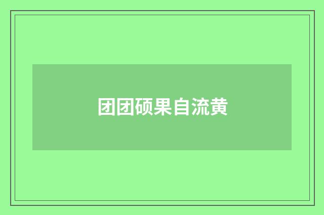 团团硕果自流黄